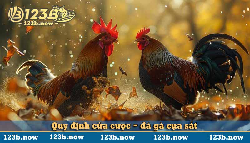 quy định đặt cửa cược đá gà cựa sắt